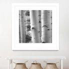 Birches in Grey I by Rick Cotter on GIANT ART - black trees