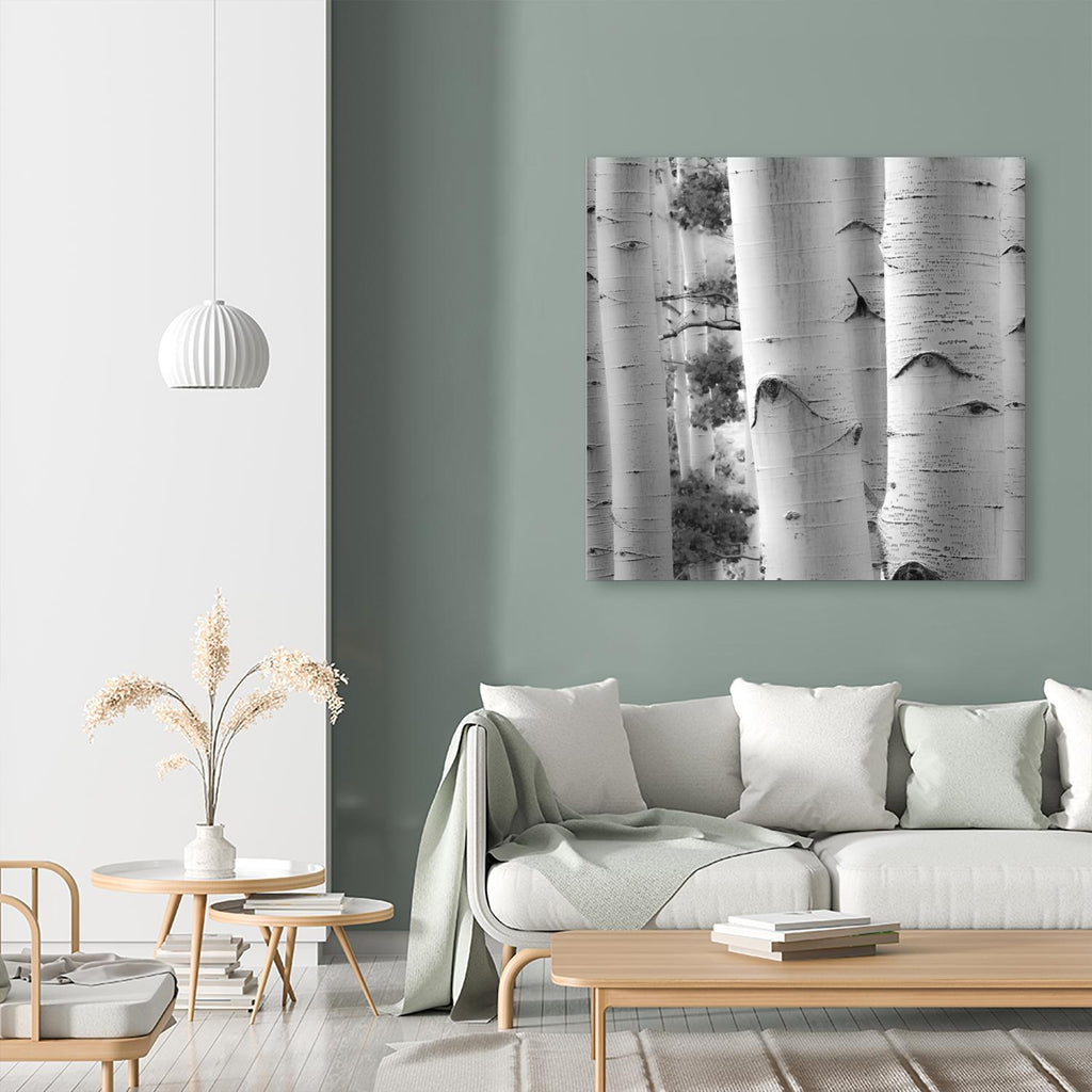 Birches in Grey I by Rick Cotter on GIANT ART - black trees