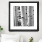 Birches in Grey I by Rick Cotter on GIANT ART - black trees