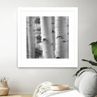Birches in Grey I by Rick Cotter on GIANT ART - black trees