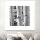 Birches in Grey I by Rick Cotter on GIANT ART - black trees