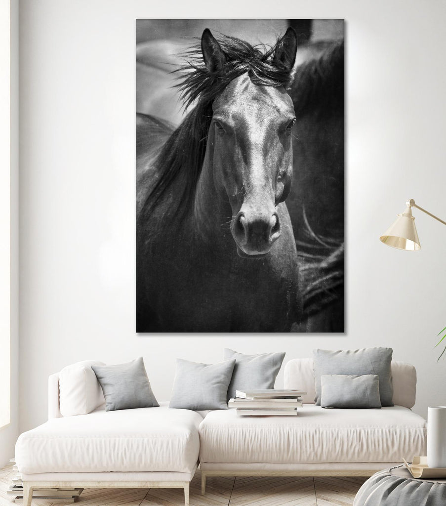 Black Stallion III by Rick Cotter on GIANT ART - white animals