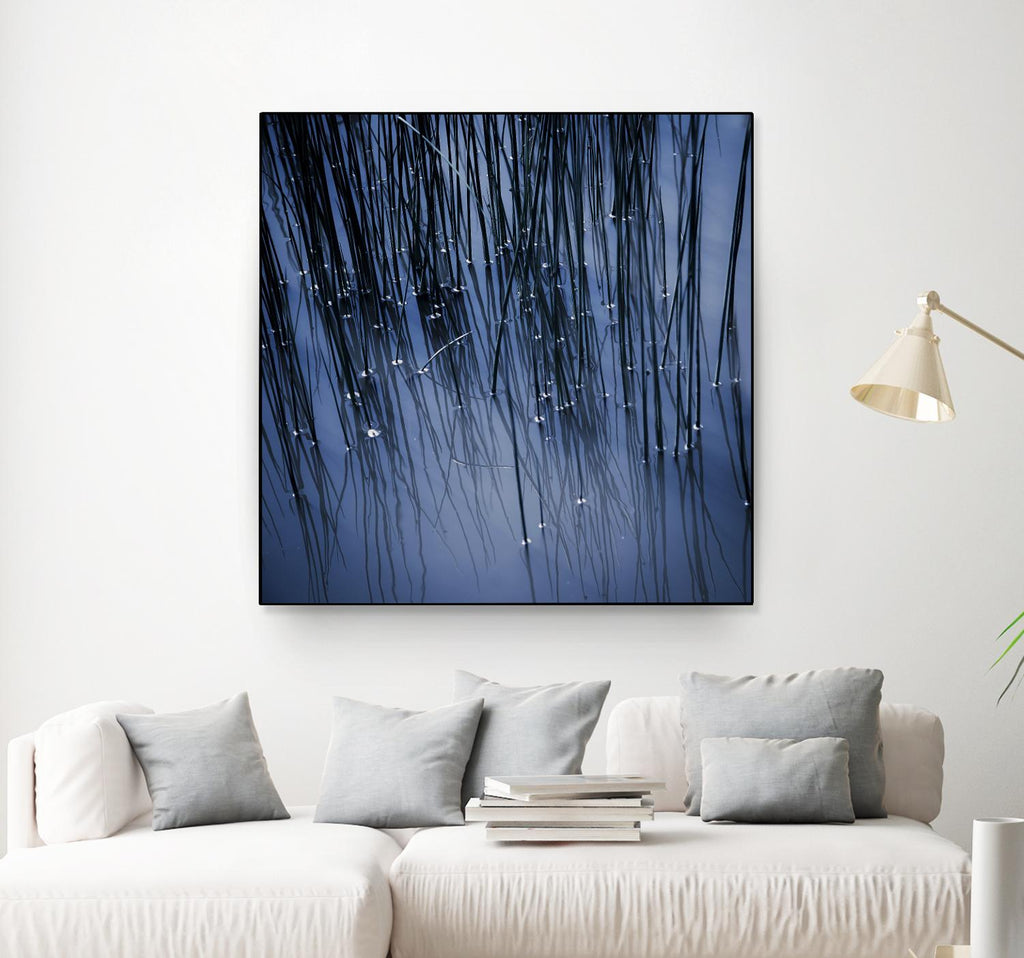 Lily Pond Blue III by Rebecca Cozart on GIANT ART - black photo art