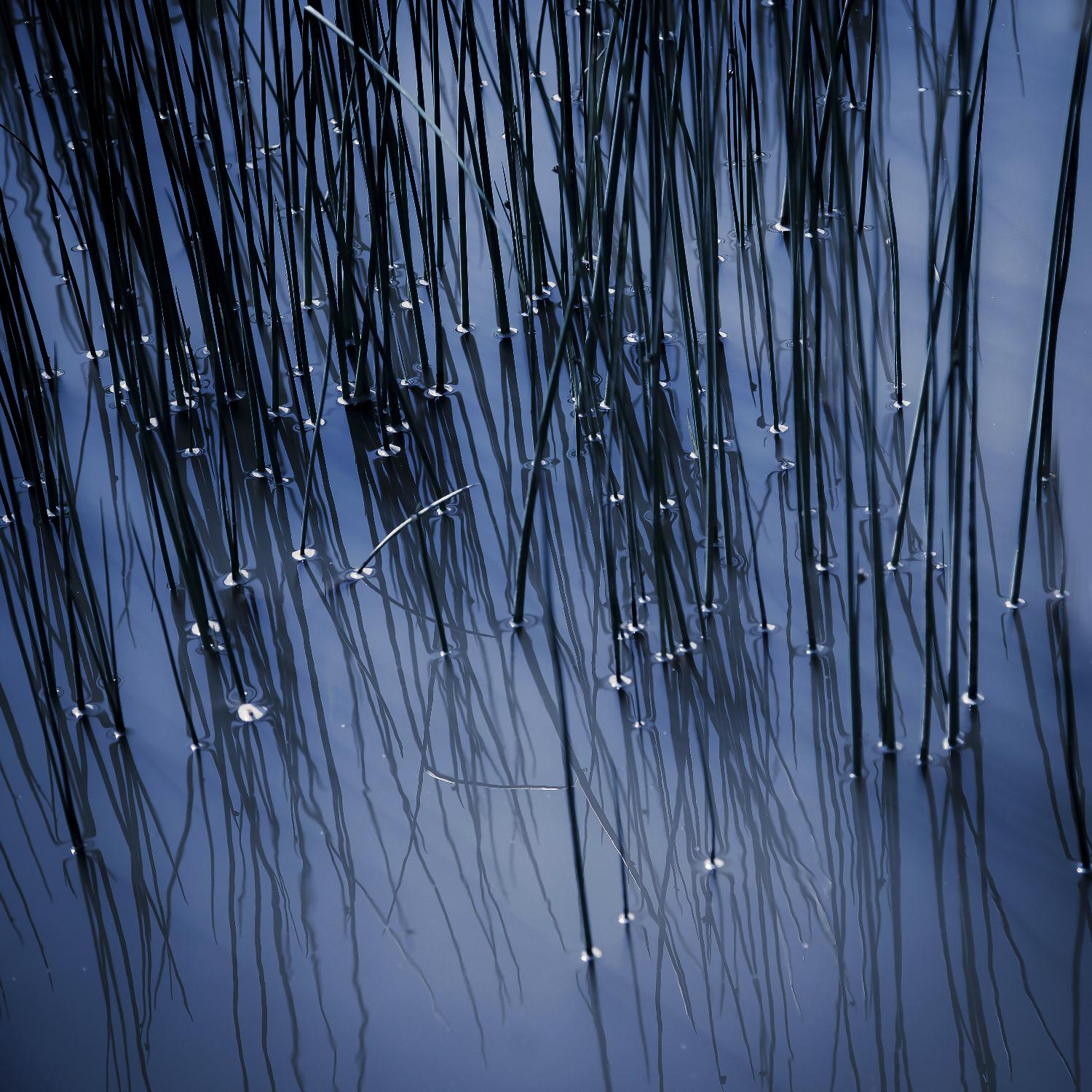 Lily Pond Blue III de Rebecca Cozart sur GIANT ART - art photo noir