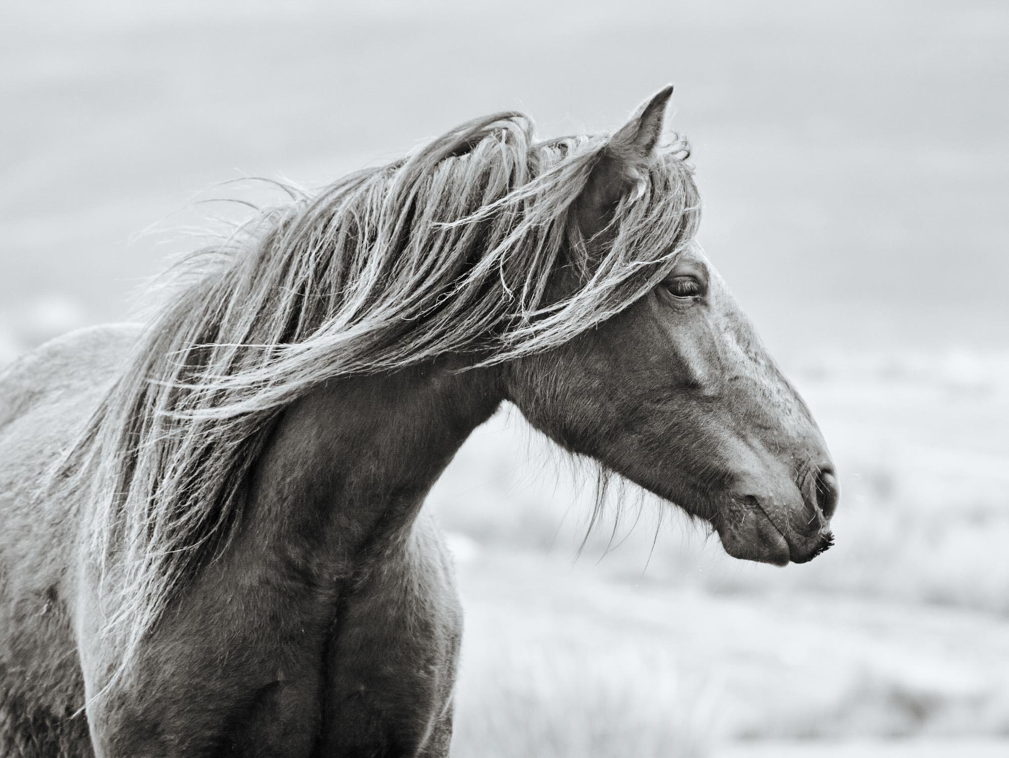 The Fell par Esther Marie sur GIANT ART - animaux blancs cheval