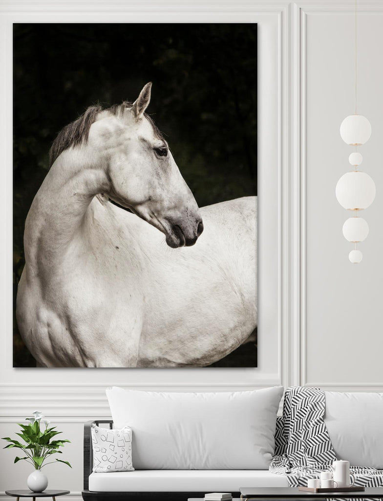Elegant par Esther Marie sur GIANT ART - cheval blanc noir et blanc
