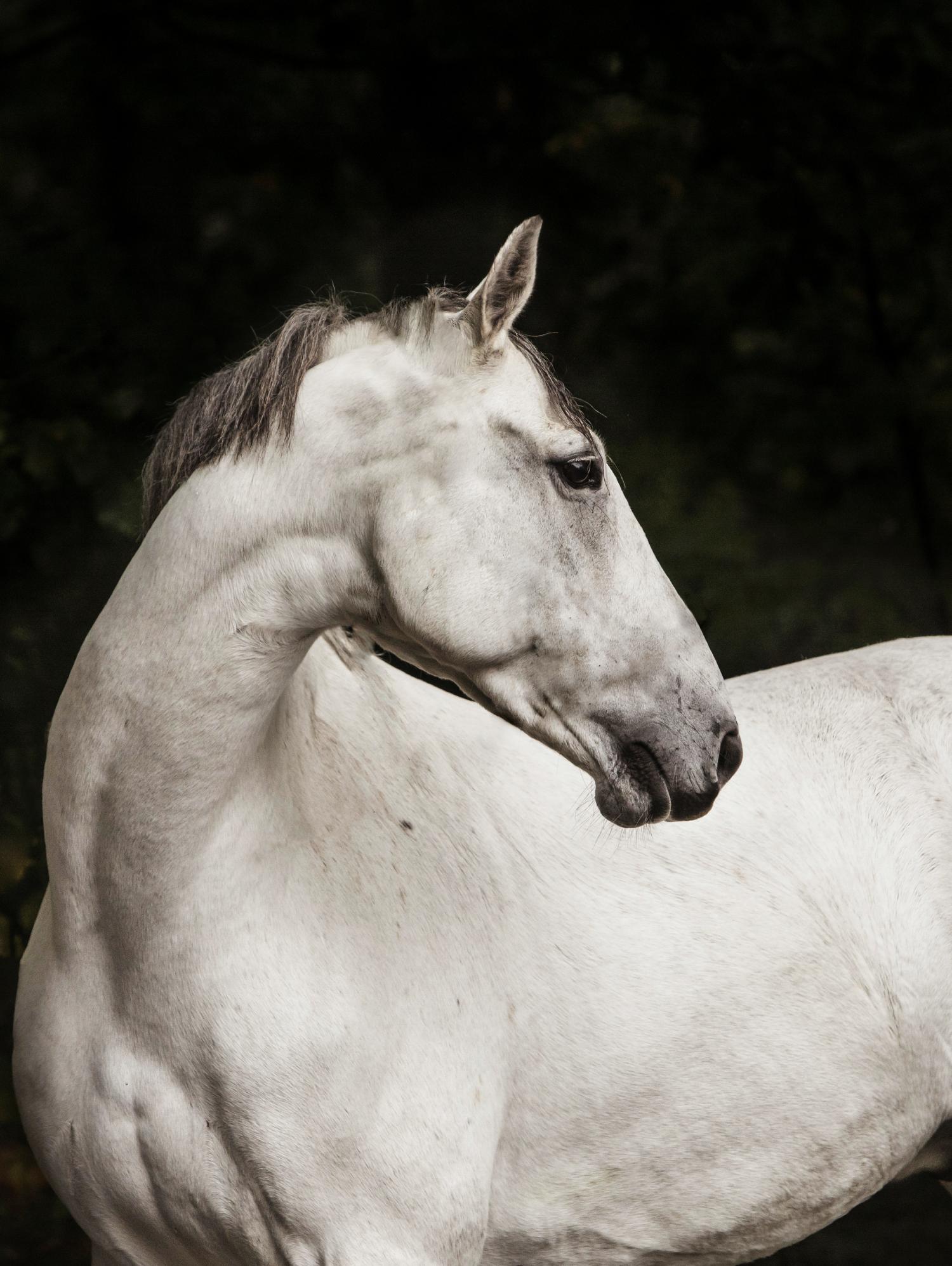 Elegant par Esther Marie sur GIANT ART - cheval blanc noir et blanc