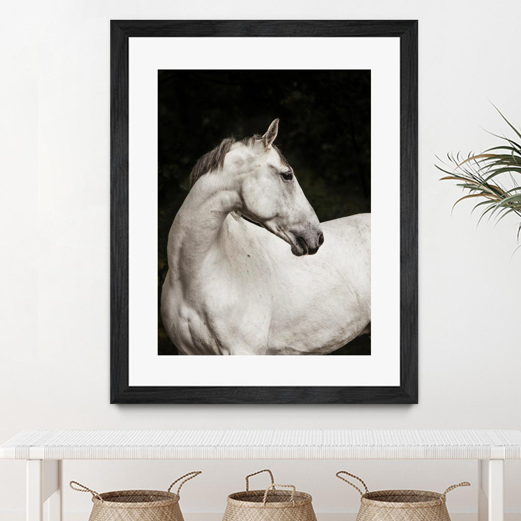 Elegant by Esther Marie on GIANT ART - white black & white horse