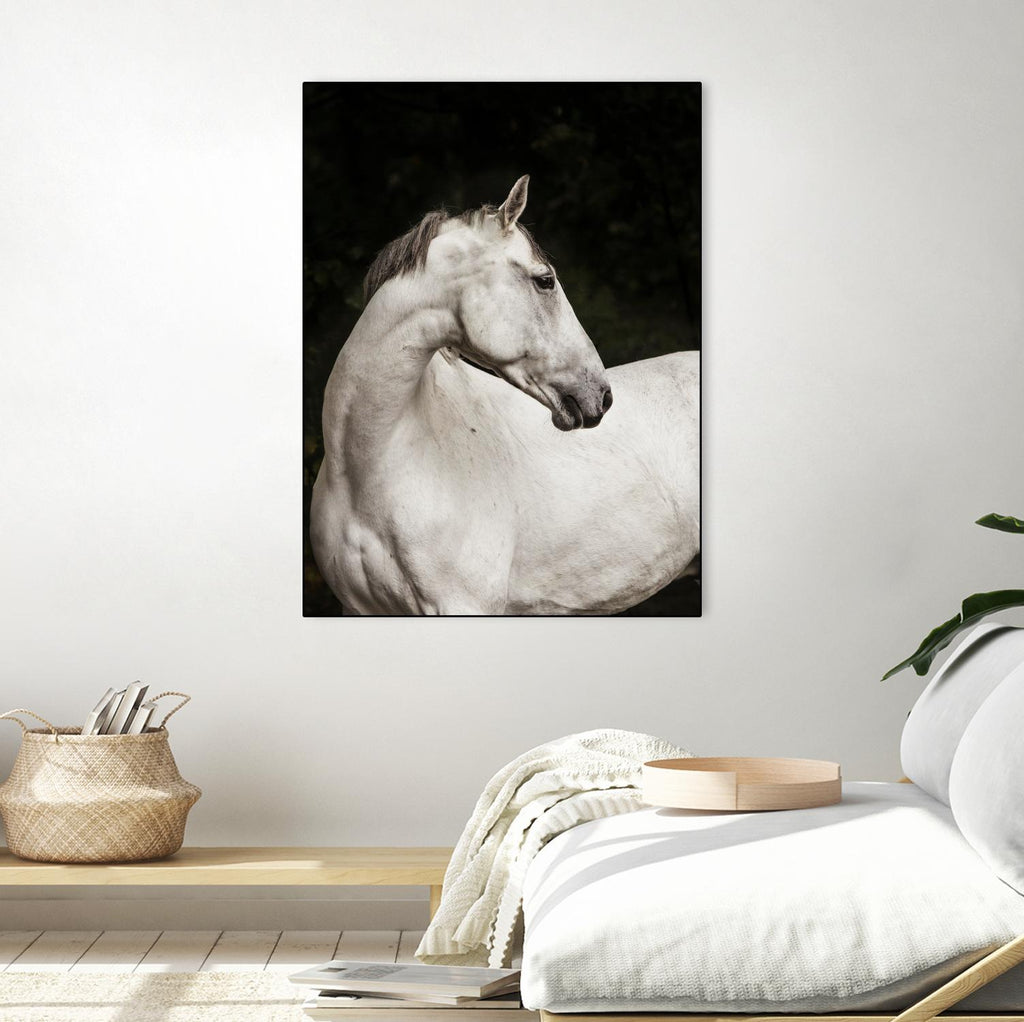 Elegant by Esther Marie on GIANT ART - white black & white horse