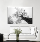 Wrobel - Between Heaven and Earth by 1X on GIANT ART - black trees