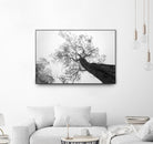 Wrobel - Between Heaven and Earth by 1X on GIANT ART - black trees