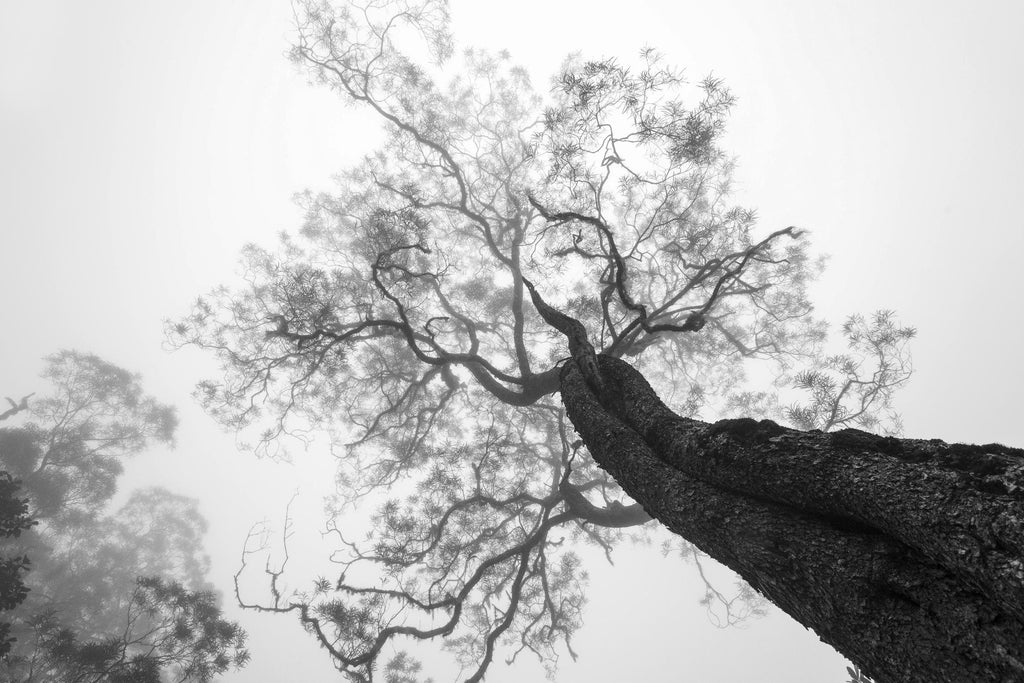 Wrobel - Entre ciel et terre par 1X sur GIANT ART - arbres noirs