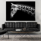 Williams - Calf by 1X on GIANT ART - white animals