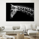 Williams - Calf by 1X on GIANT ART - white animals