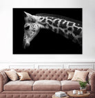 Williams - Calf by 1X on GIANT ART - white animals