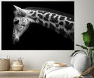 Williams - Calf by 1X on GIANT ART - white animals