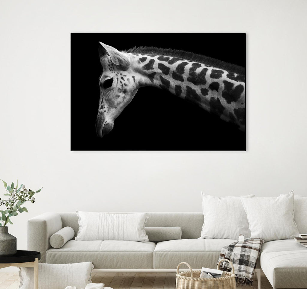 Williams - Calf by 1X on GIANT ART - white animals