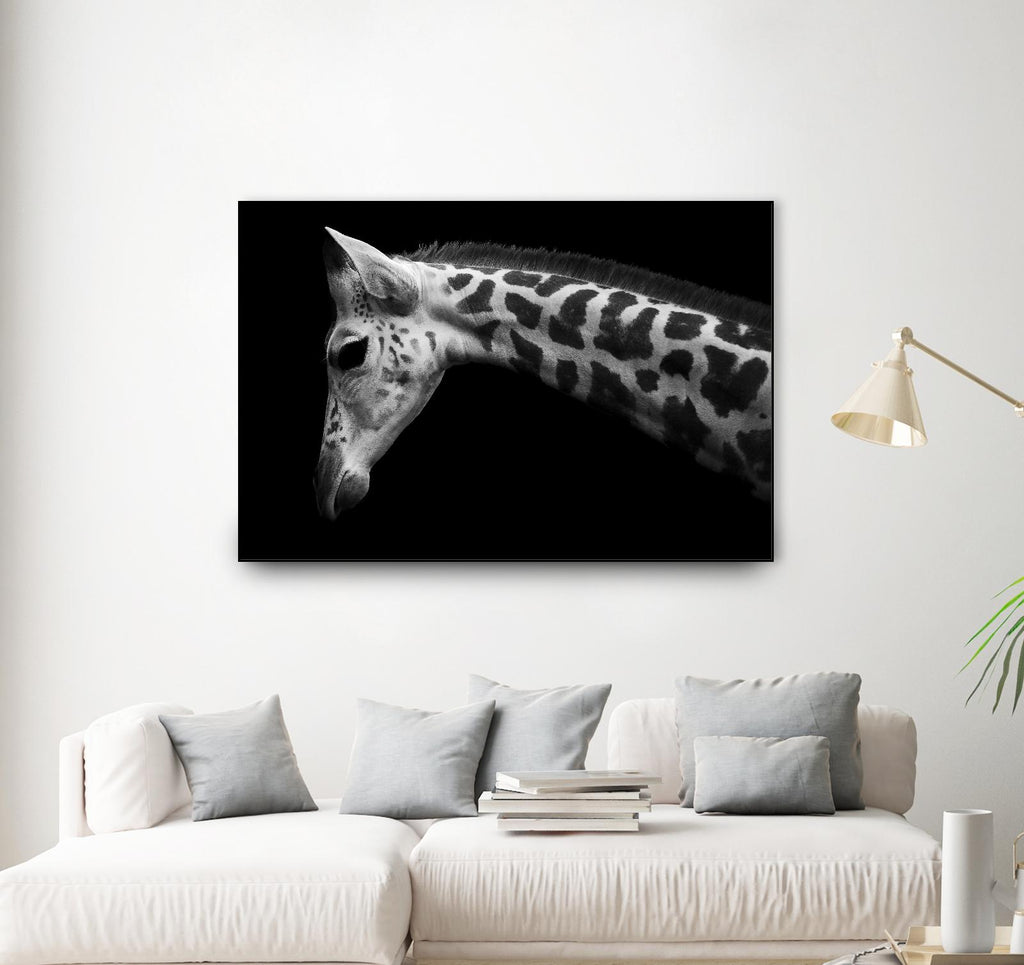 Williams - Calf by 1X on GIANT ART - white animals
