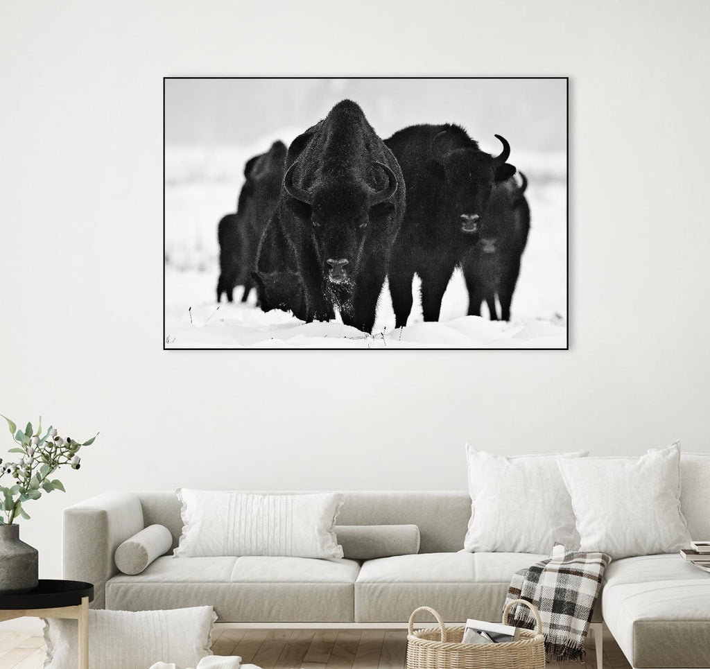 Europeans Bizons by Crepinsek 1X on GIANT ART - black animals