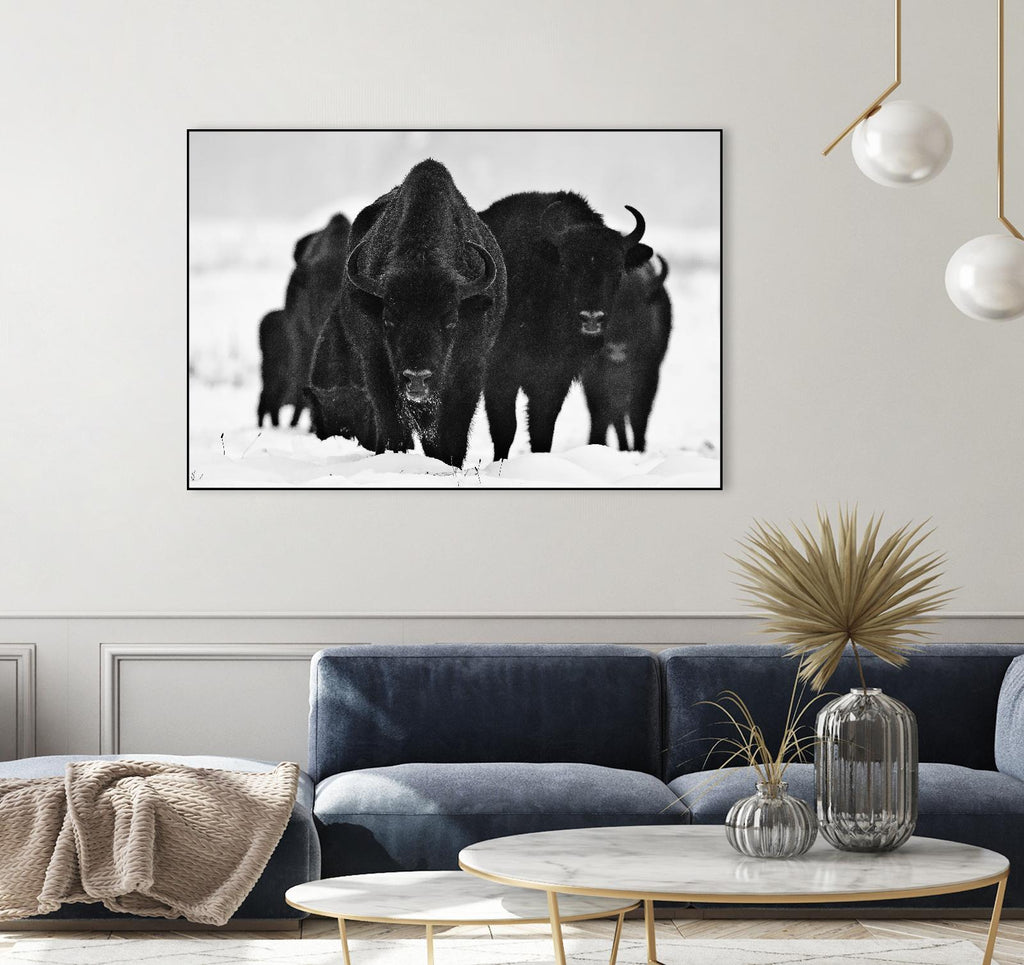 Europeans Bizons by Crepinsek 1X on GIANT ART - black animals
