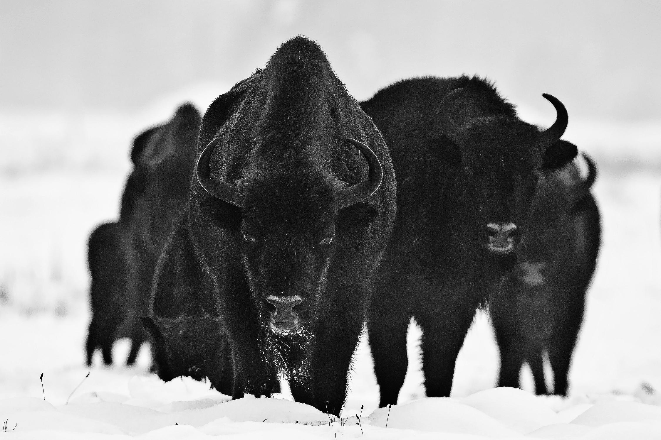 Européens Bizons par Crepinsek 1X sur GIANT ART - animaux noirs