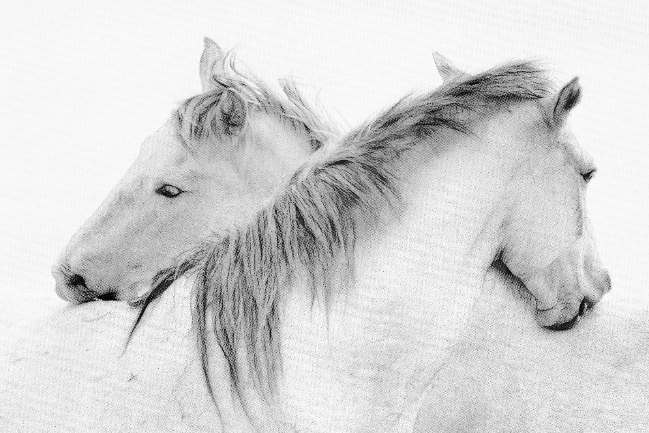 Stas - Horses par 1X sur GIANT ART - photo d'art blanc