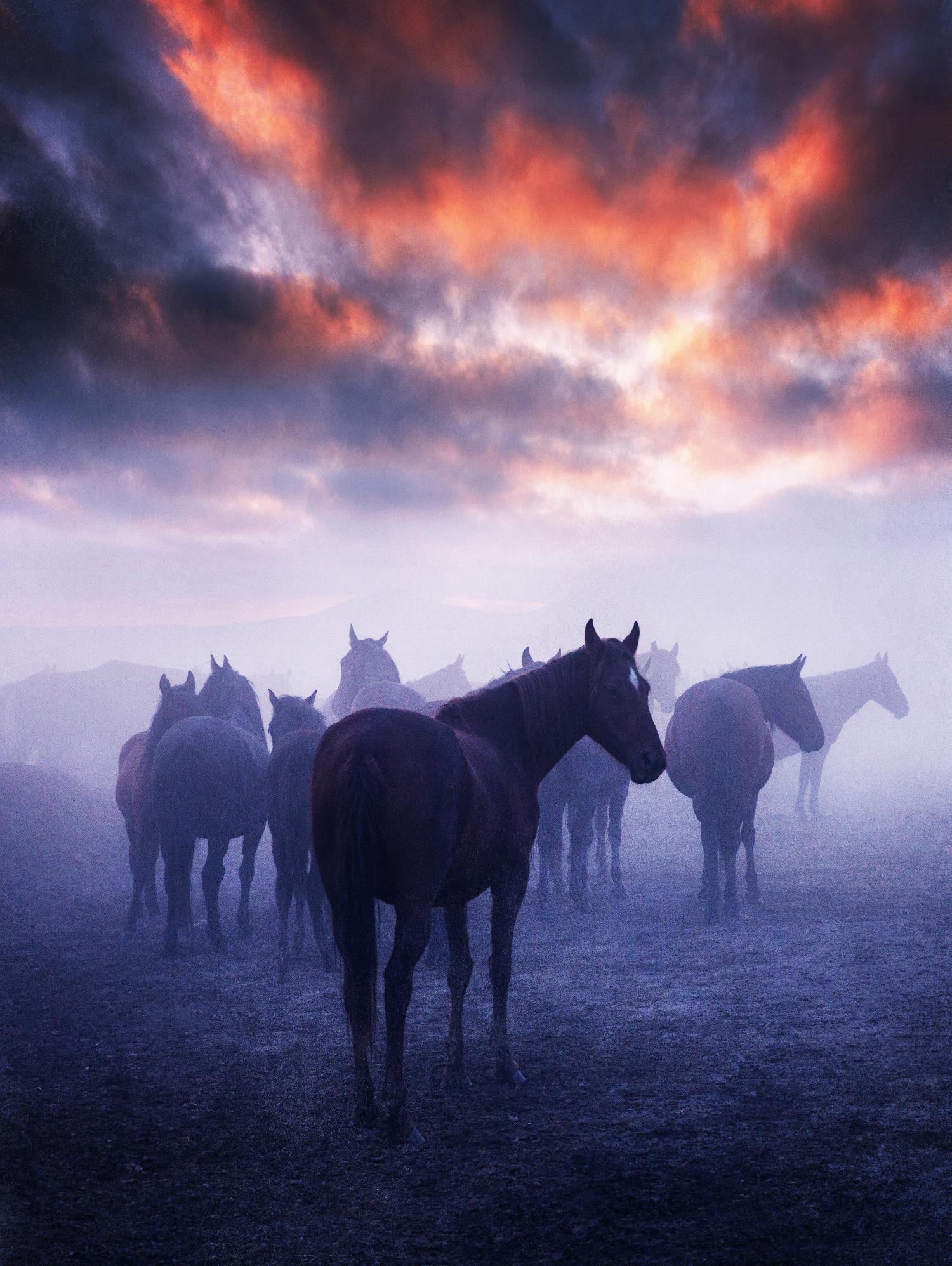 Cevik - Wild Horses par 1X sur GIANT ART - animaux roses