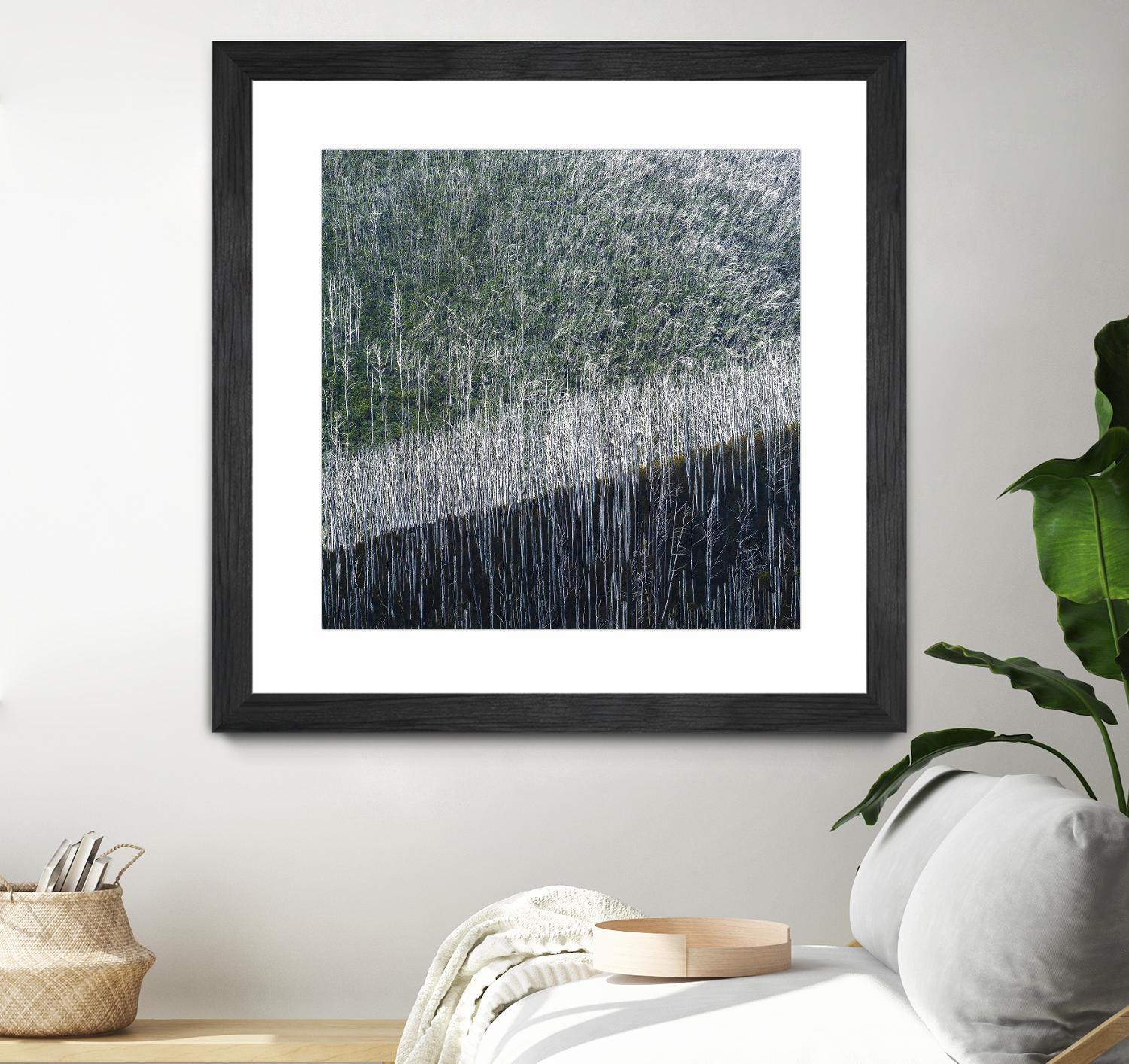 Coming back to life by 1X 1X on GIANT ART - black trees