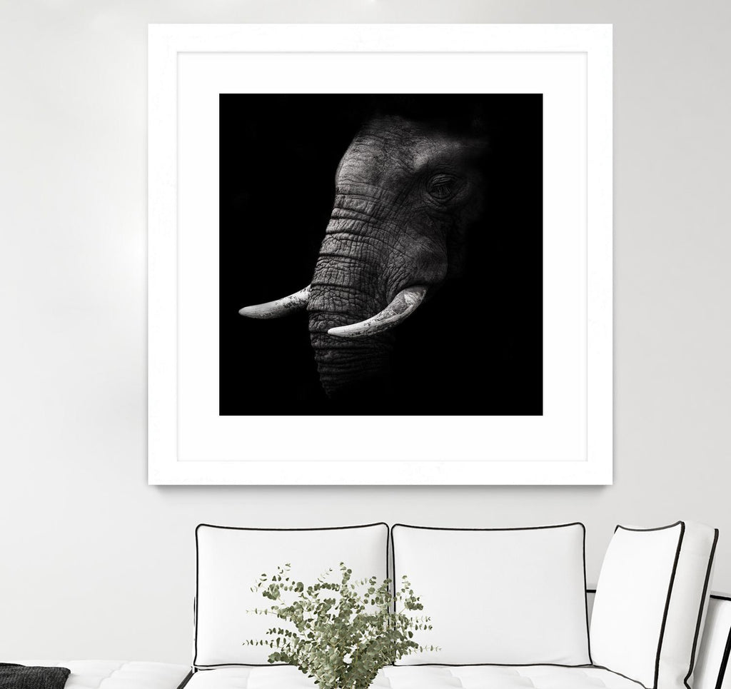 Portrait by WildPhotoArt on GIANT ART - white animal hear of elephant