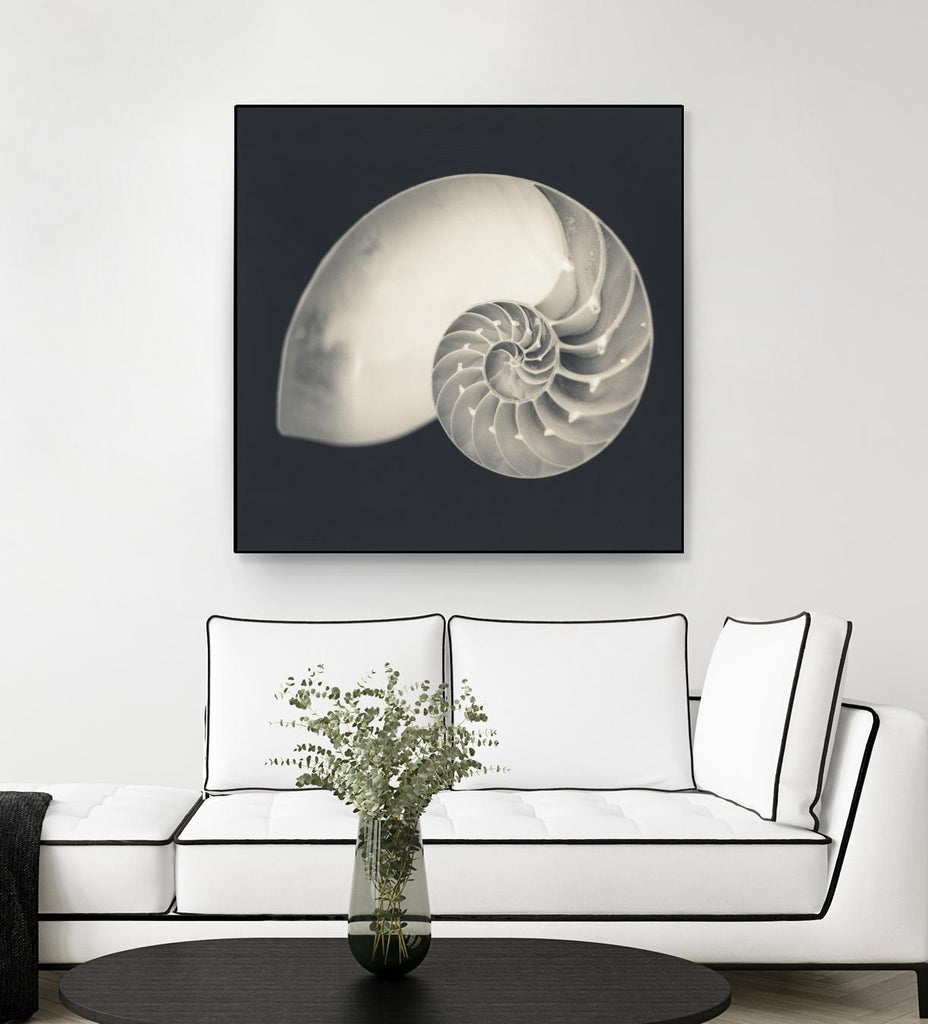 Shell I by YK Studio on GIANT ART - beige nautical
