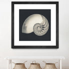 Shell I by YK Studio on GIANT ART - beige nautical