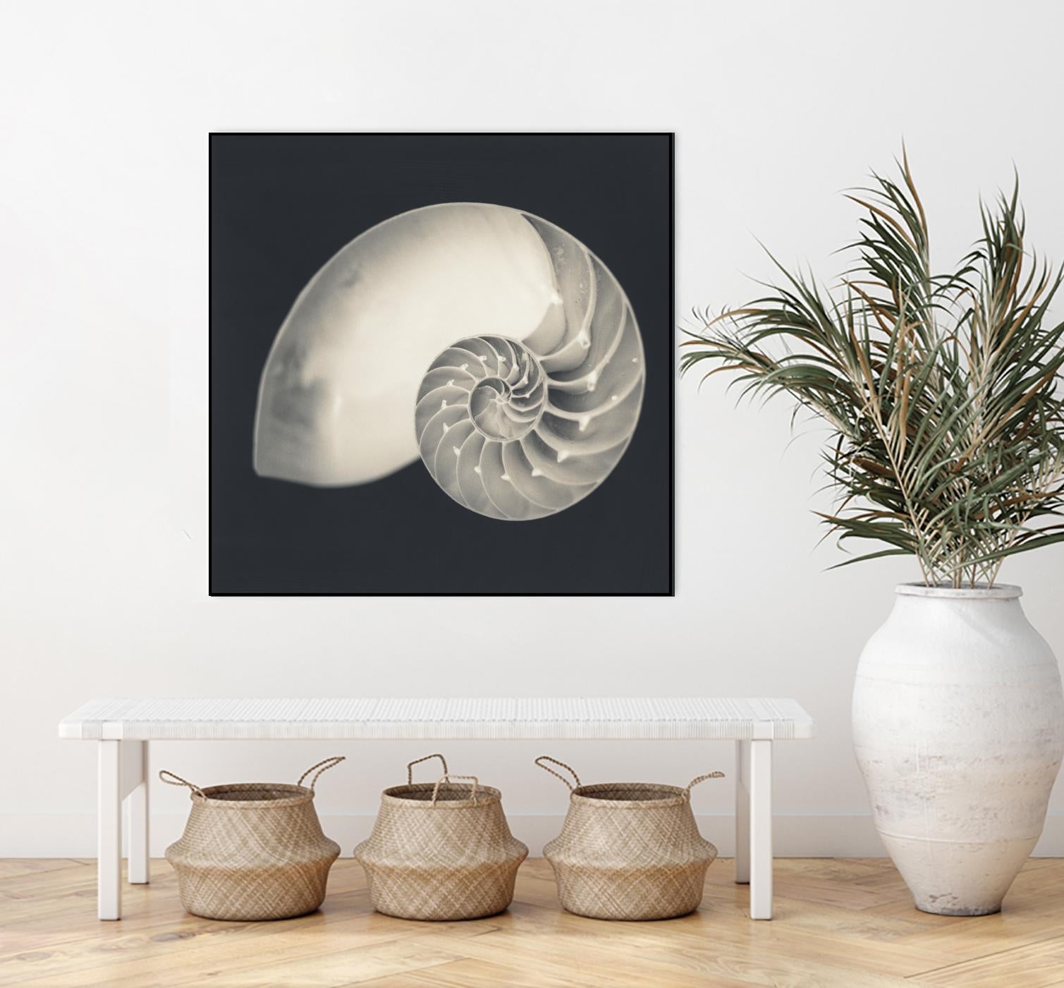 Shell I by YK Studio on GIANT ART - beige nautical
