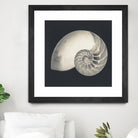 Shell I by YK Studio on GIANT ART - beige nautical