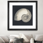 Shell I by YK Studio on GIANT ART - beige nautical