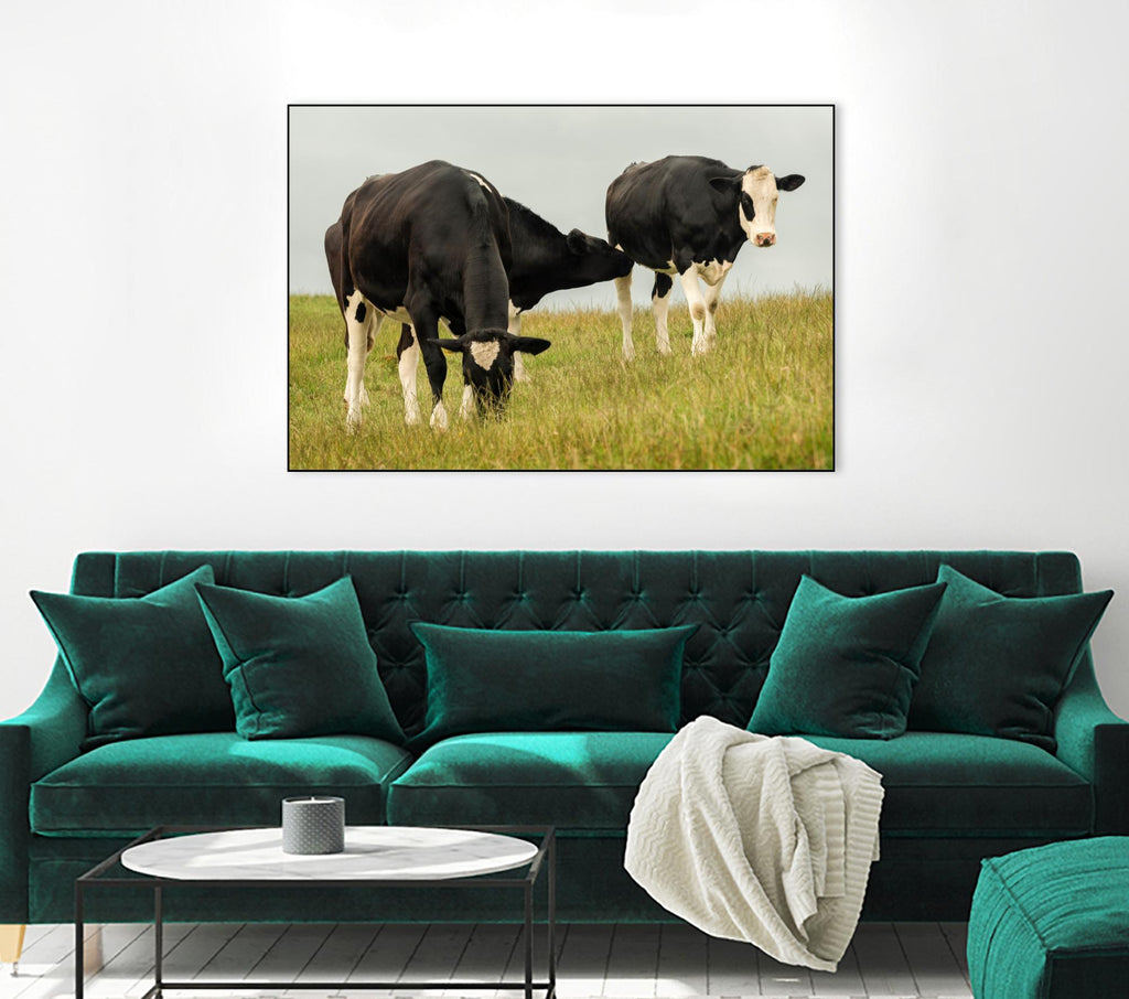 Country Cows by Andy Amos on GIANT ART - farm photography