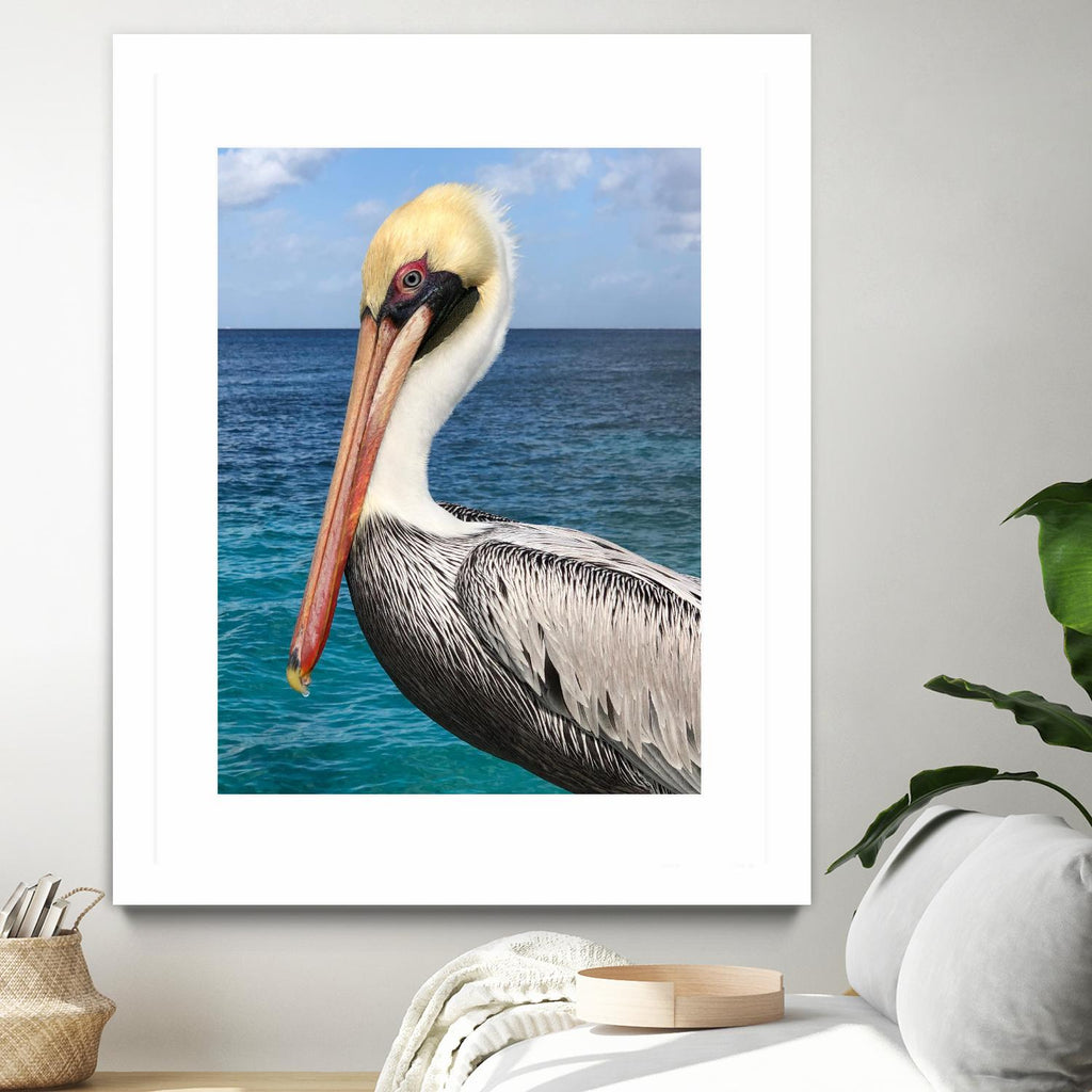 Pelican by Julie DeRice on GIANT ART - coastal photography