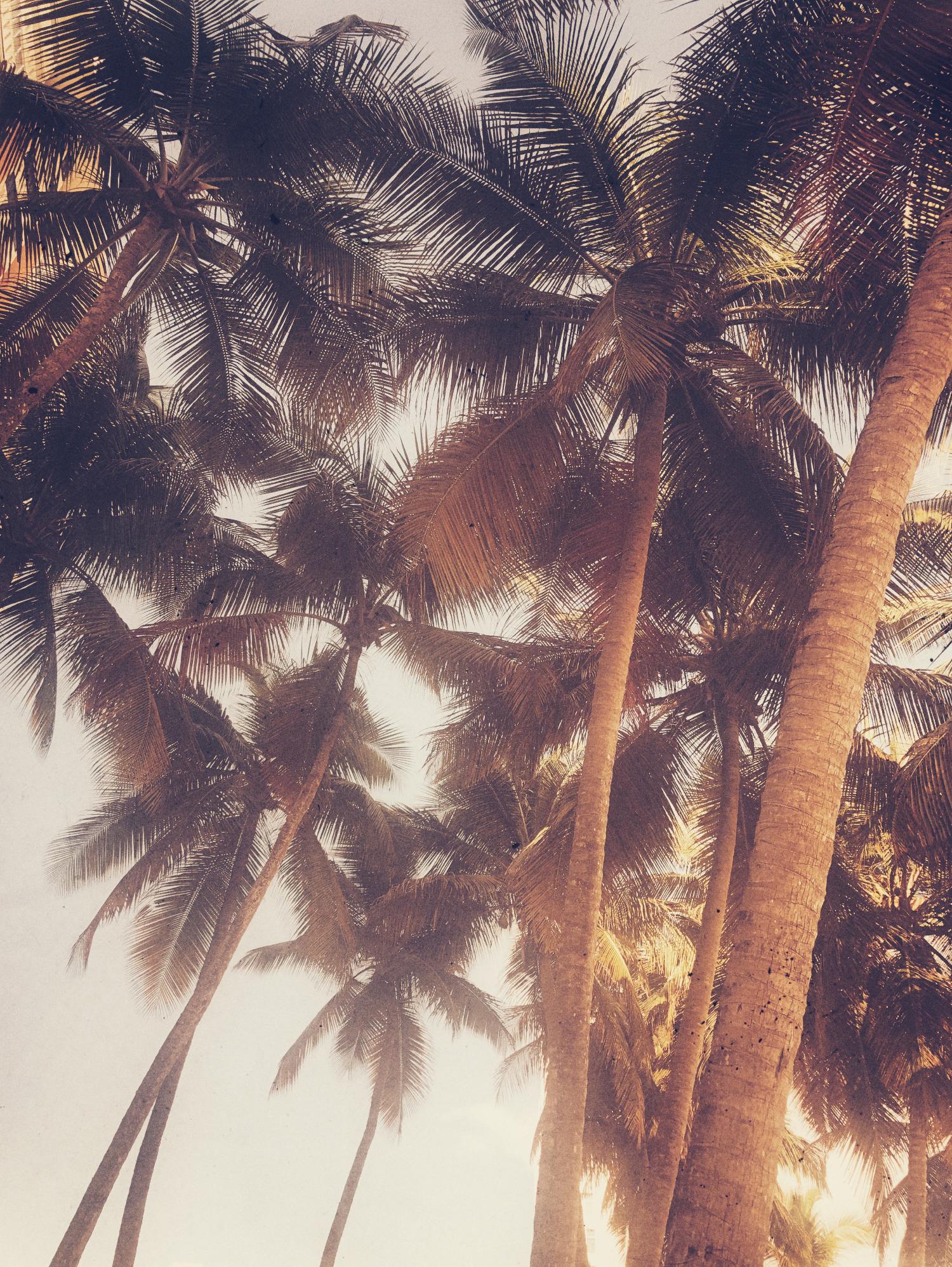 Vintage Palms by Acosta on GIANT ART - photography coastal