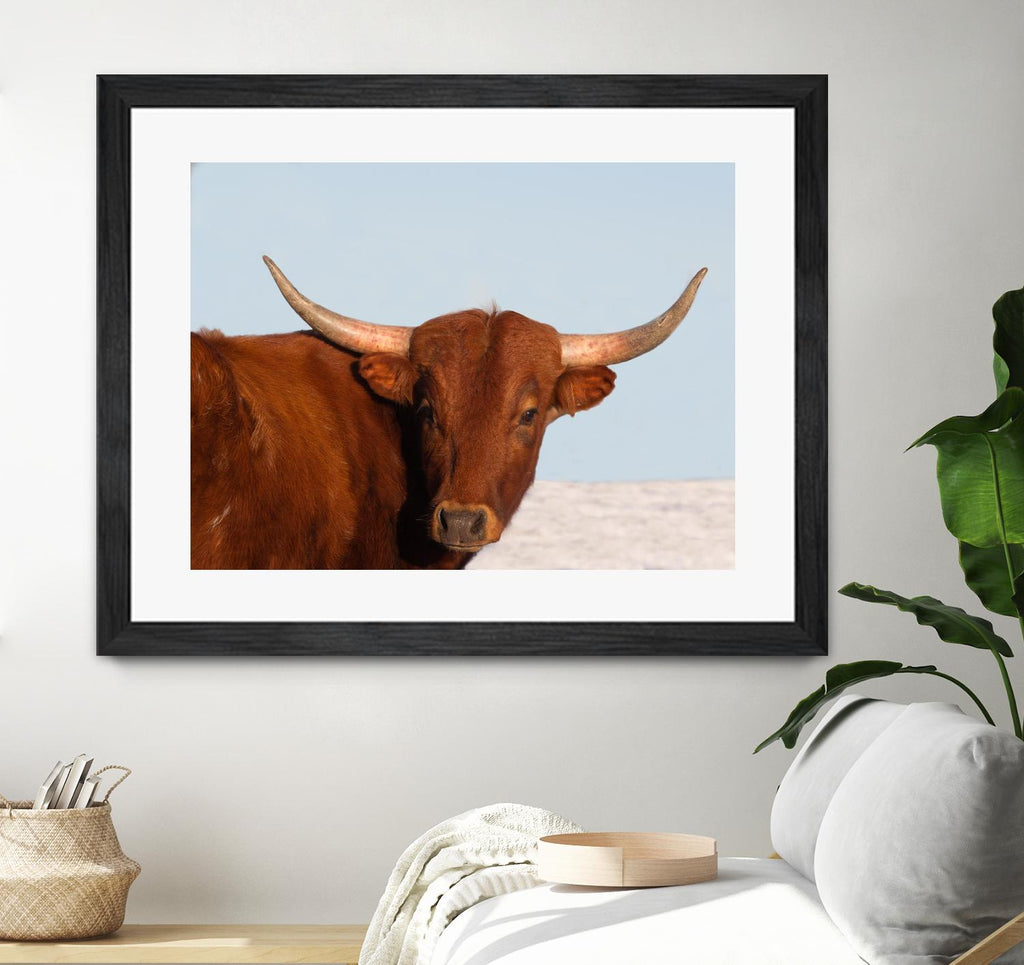 Steer by Carol Walker on GIANT ART - photography farm