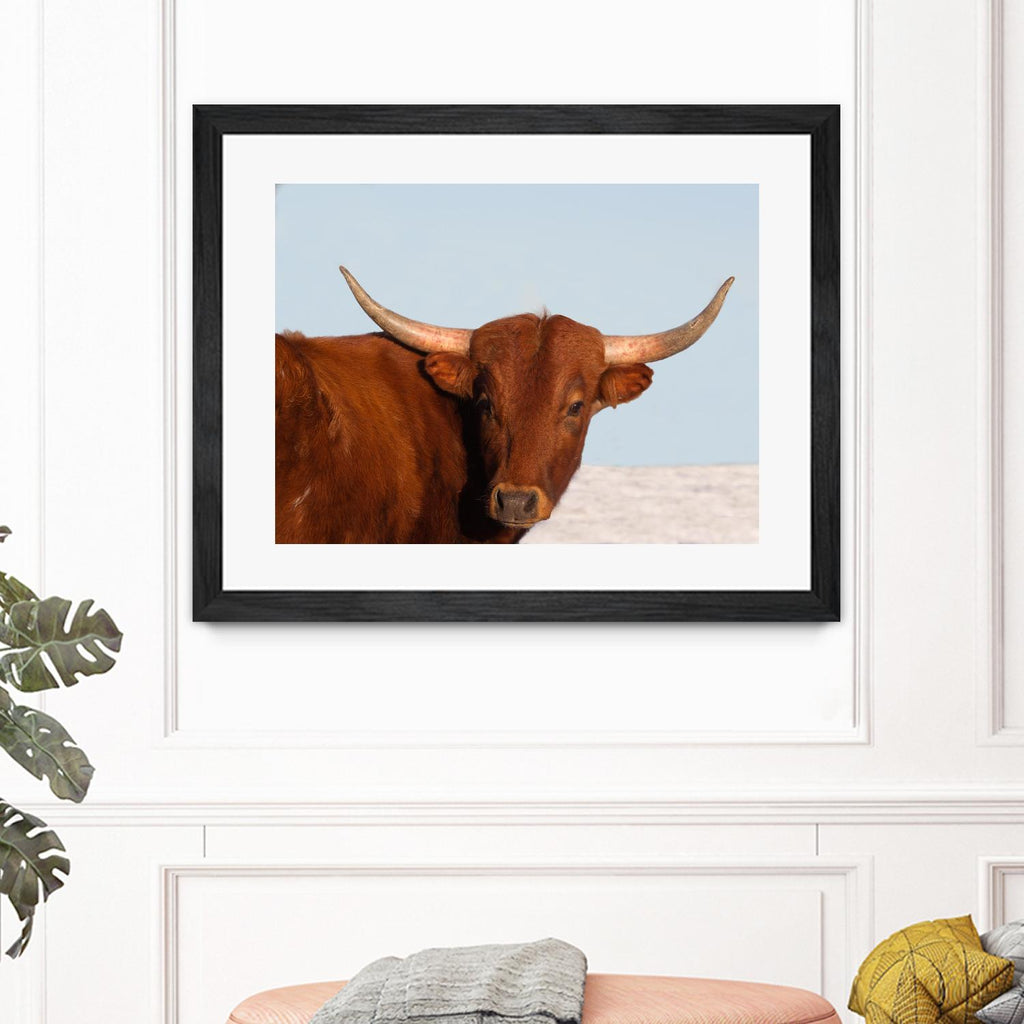 Steer by Carol Walker on GIANT ART - photography farm