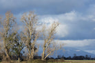 Almost Spring by Nancy Crowell on GIANT ART - beige landscape