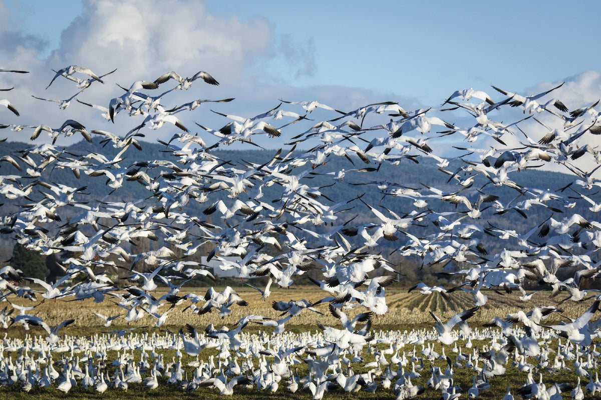 Takeoff - Art Print by Nancy Crowell | GIANT ART