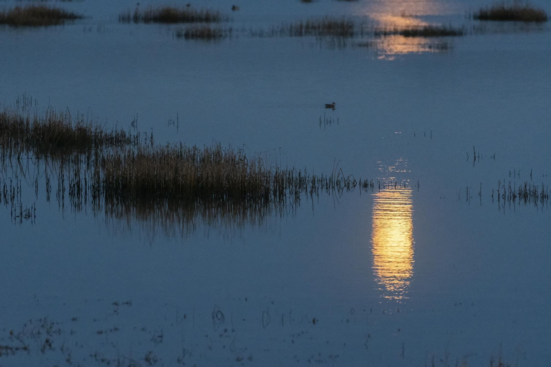 Wetland Moonlight de Nancy Crowell sur GIANT ART - scénique