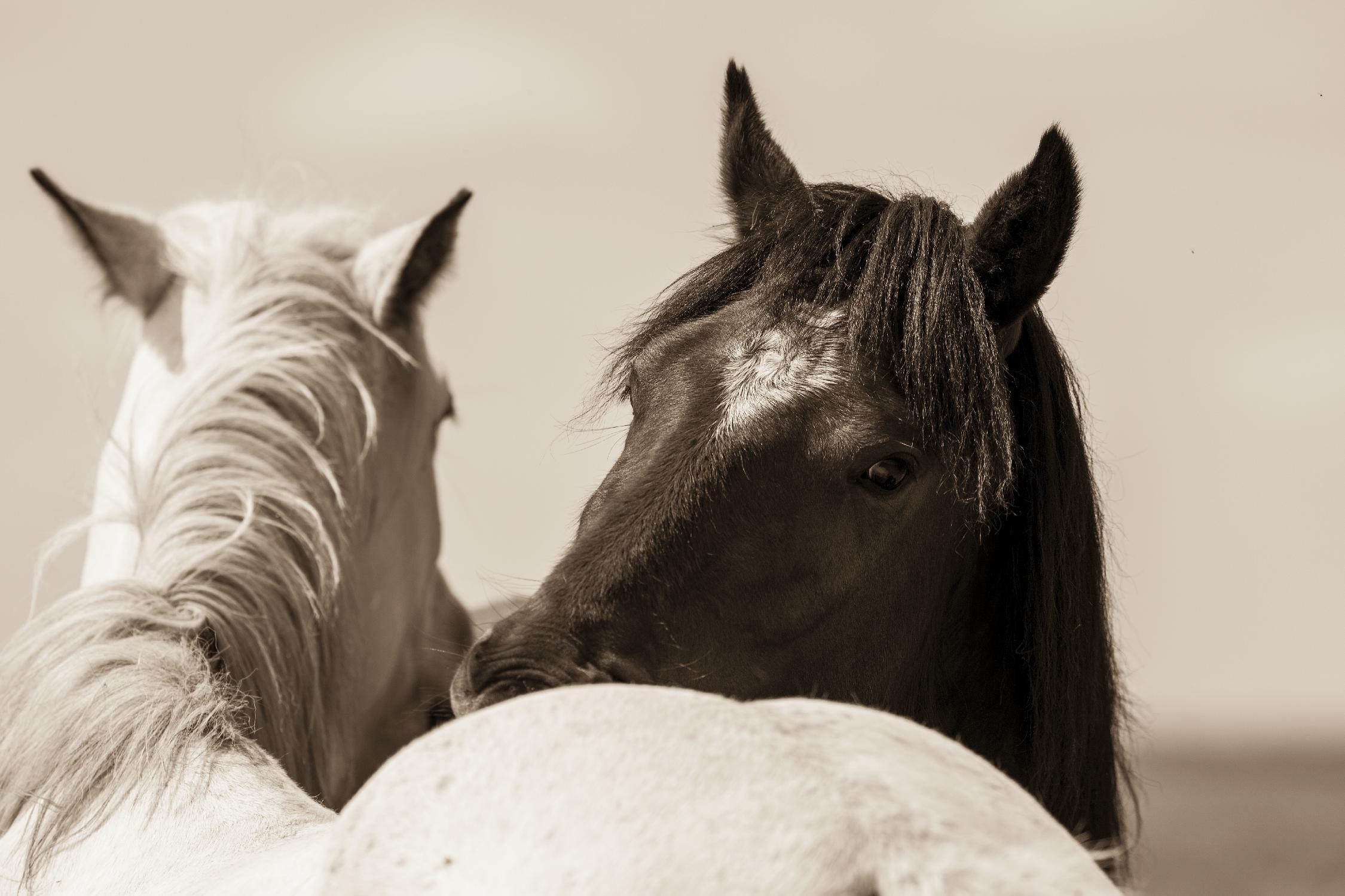 Nuzzles par Erle KaCee sur GIANT ART - animaux beiges