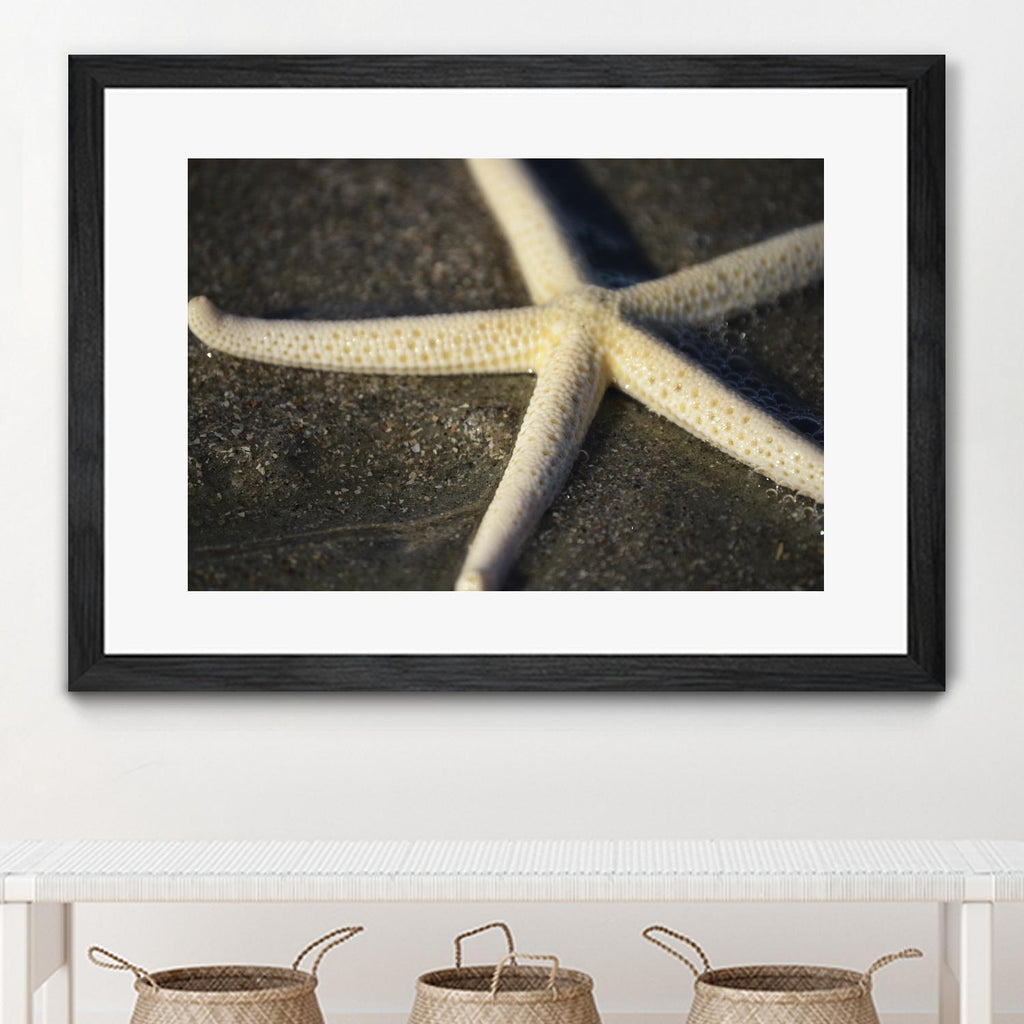 Starfish by Lori Prenner on GIANT ART - beige costal étoile de mer