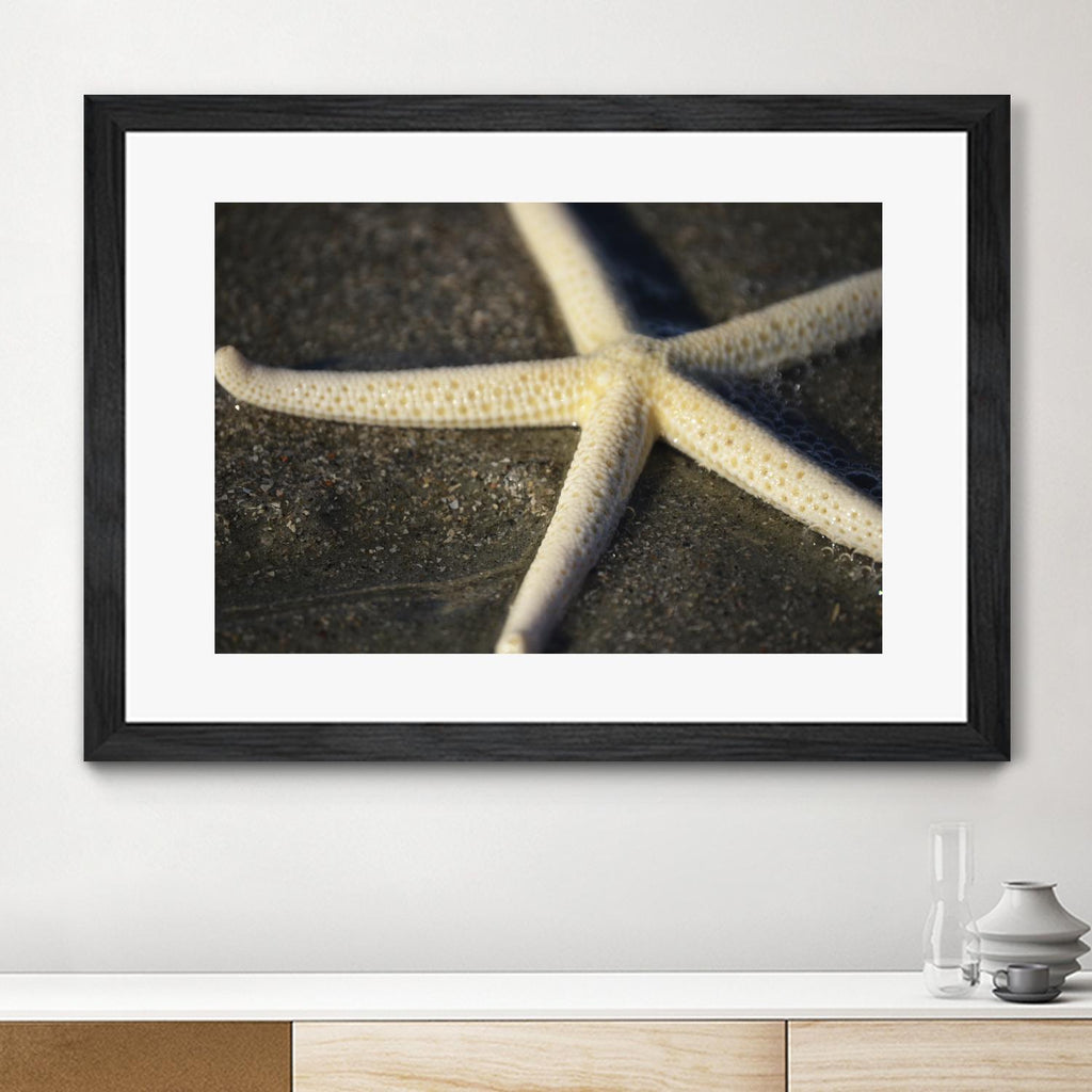 Starfish by Lori Prenner on GIANT ART - beige costal étoile de mer