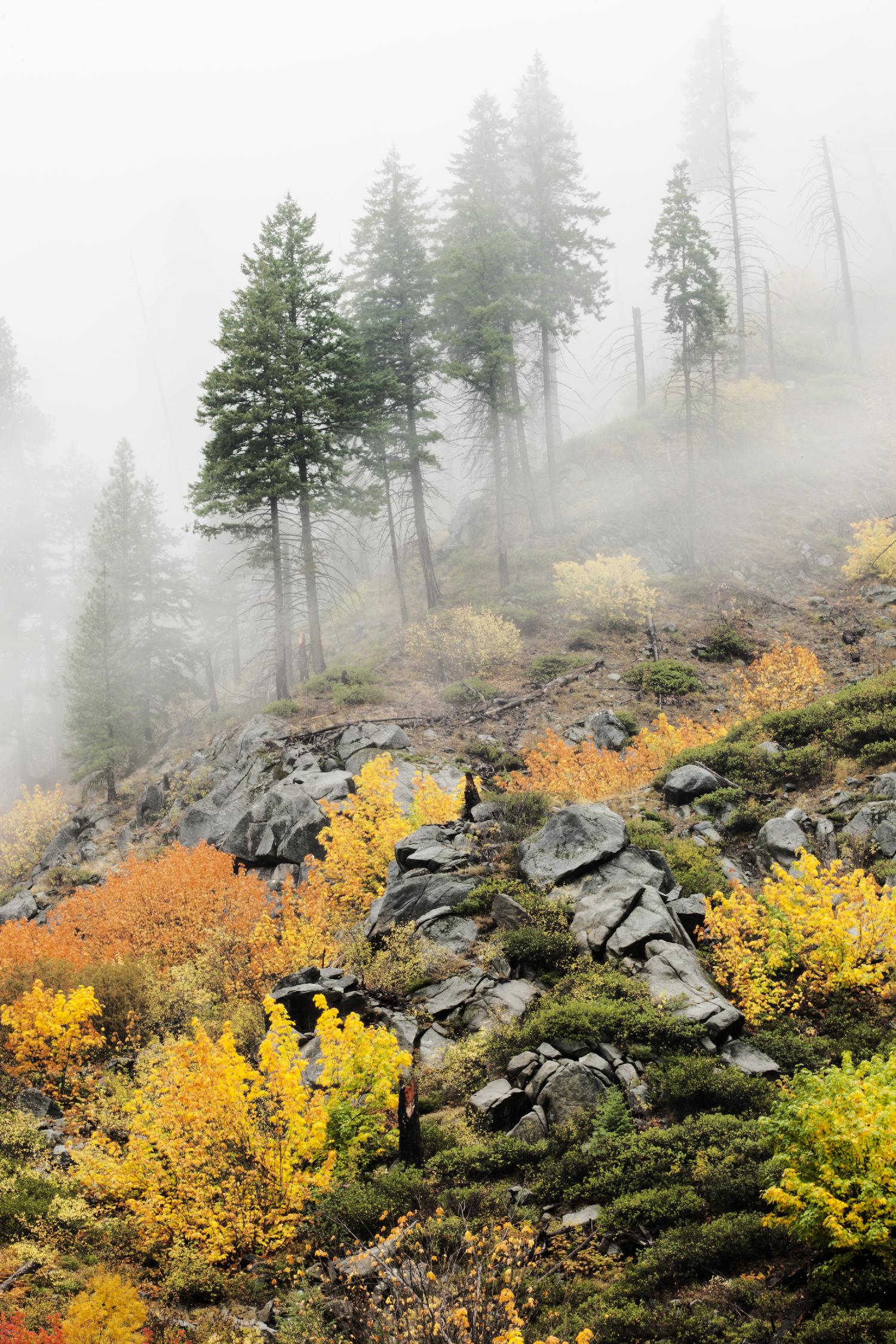 Photographie 8 par Aaron Matheson sur GIANT ART - paysage vert