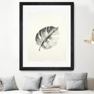 Black & White Palm I by Patti Mann on GIANT ART - grey botany