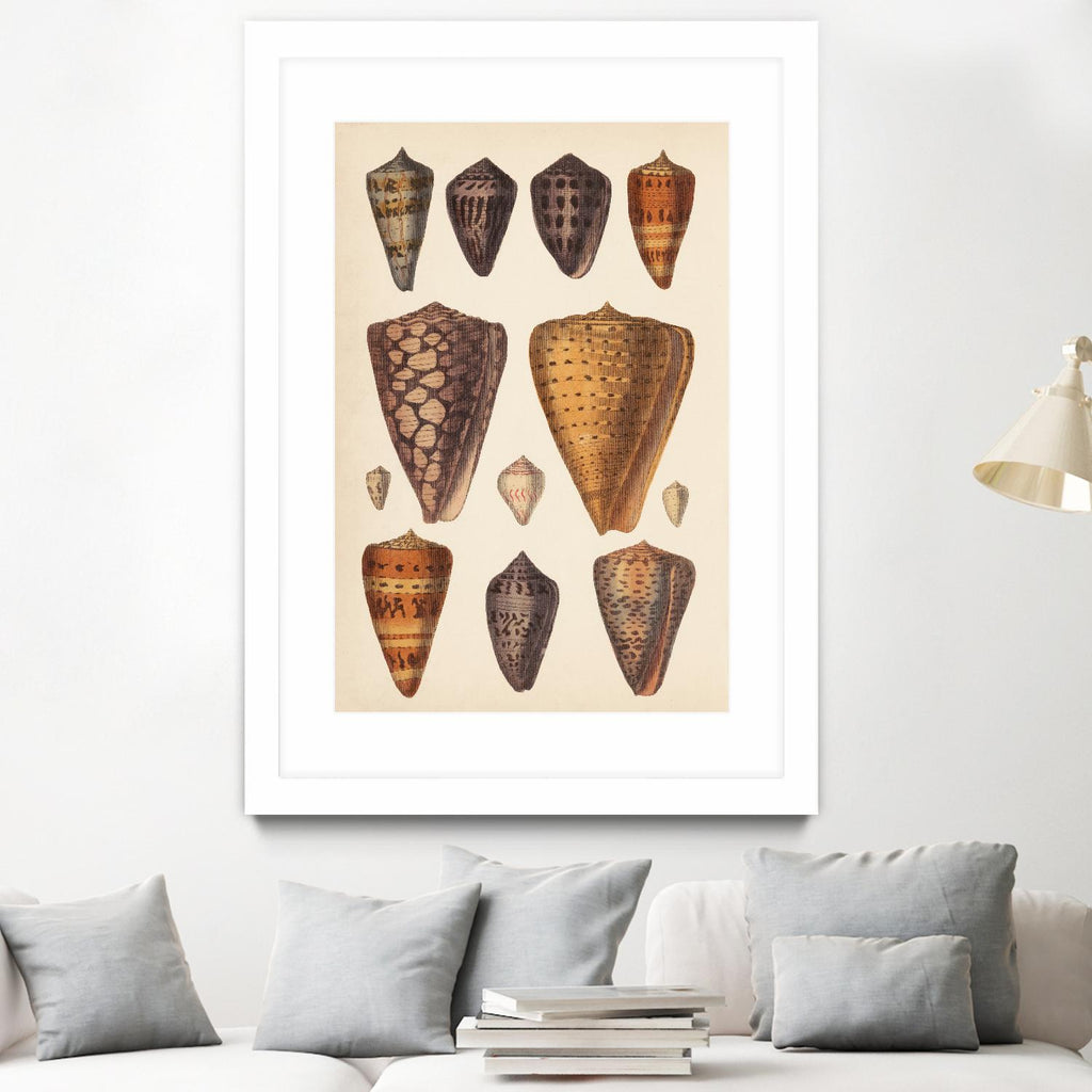 Antique Cone Shells I by Unknown on GIANT ART - orange beach