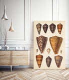 Antique Cone Shells I by Unknown on GIANT ART - orange beach