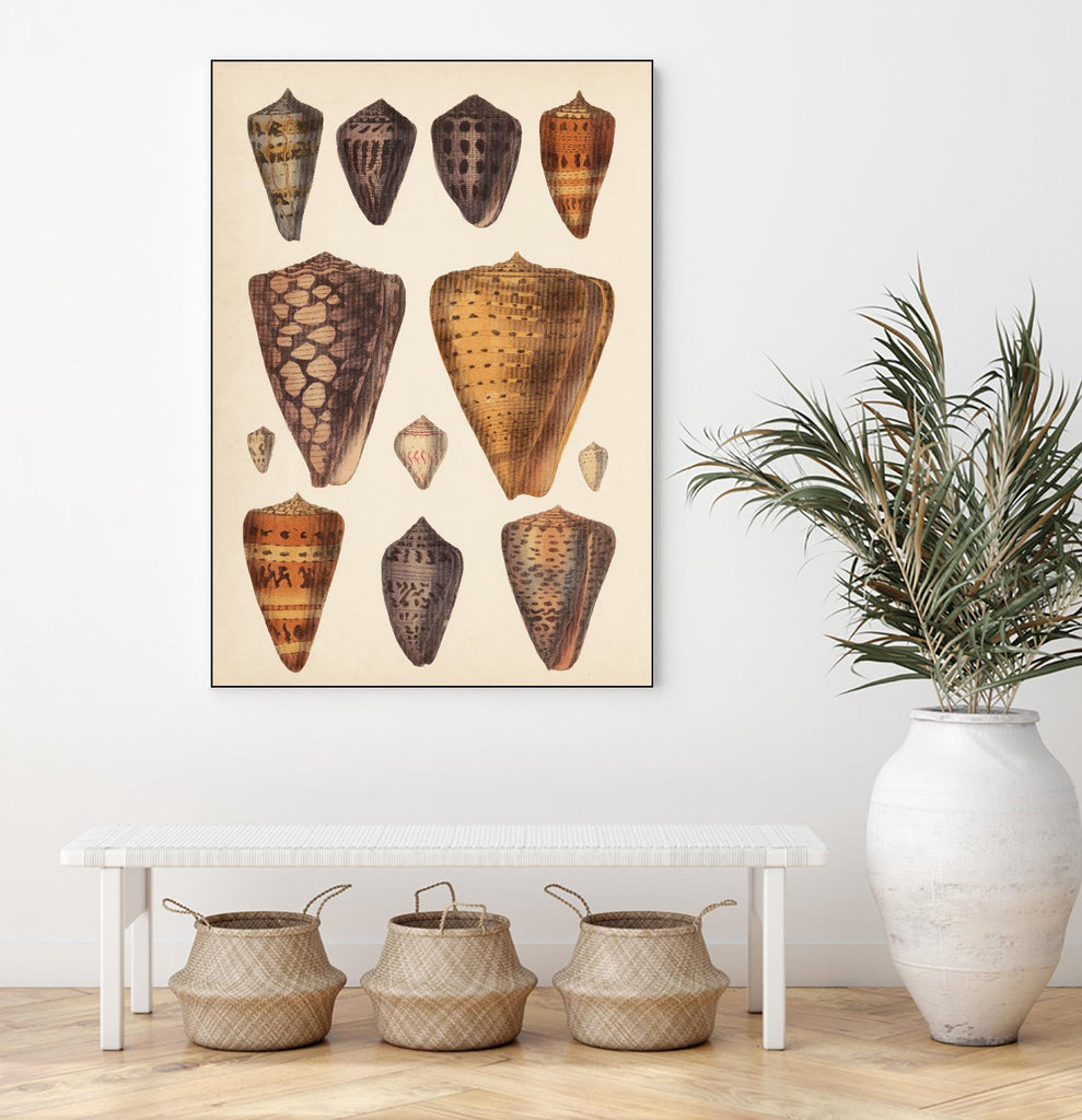 Antique Cone Shells I by Unknown on GIANT ART - orange beach